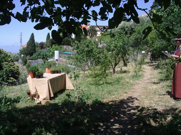 campo con gli alberi da frutto